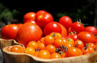 番茄免费小说古代吃瓜系统读心文,吃瓜系统助我读心,解锁宫廷秘闻 第2张 番茄免费小说古代吃瓜系统读心文,吃瓜系统助我读心,解锁宫廷秘闻 第2张